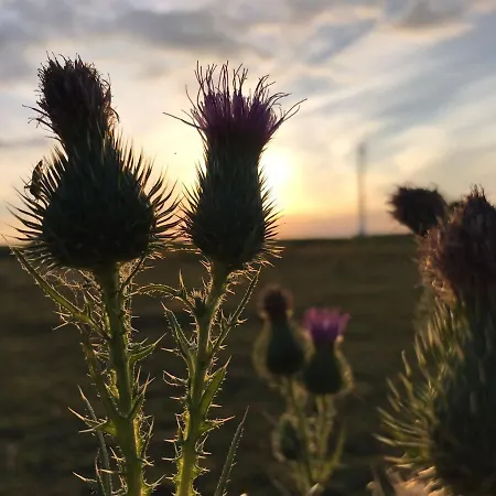 Pipowagen Madelief Uniek Natuurbad Met Exclusief Voor Onze Gasten *